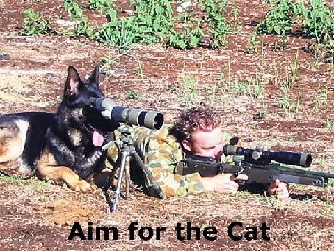 aim_for_the_cat-1.jpg