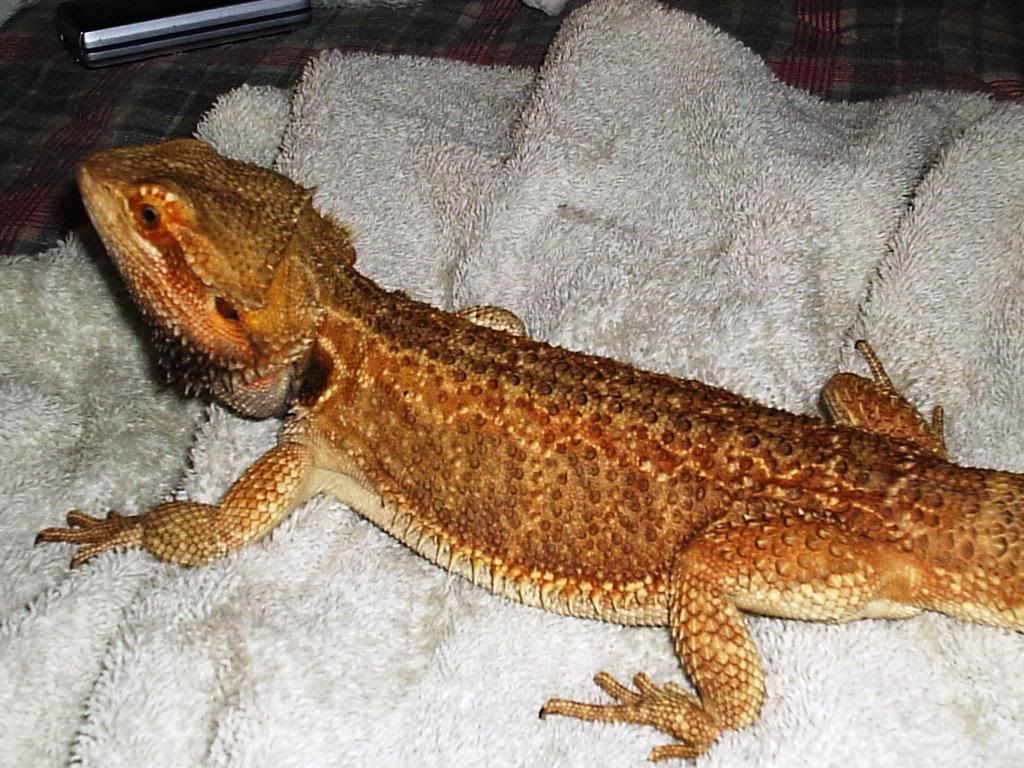 Collection For Sale High Quality Morphs Bearded Dragons | Reptile Forums