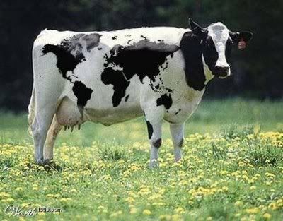 cow Pictures, Images and Photos