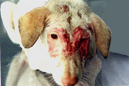 Chó nhiễm Demodex rụng hết lông vùng mặt.