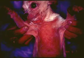 Chó nhiễm Demodex rụng hết lông vùng bụng