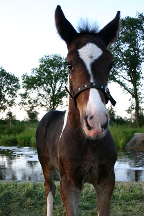 Afbeelding