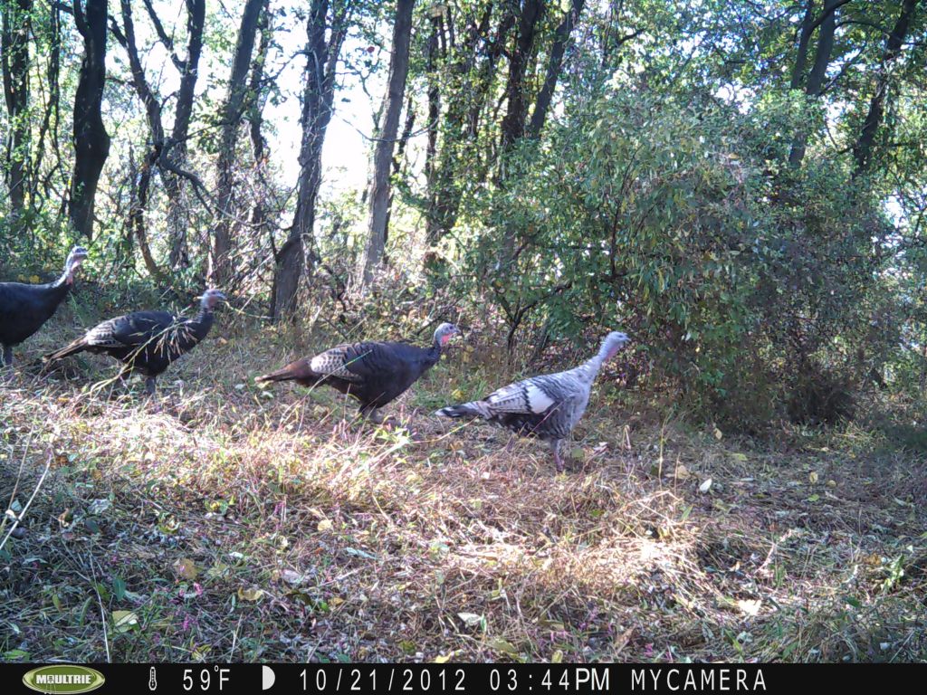 Piebald Turkey The Outdoor Community