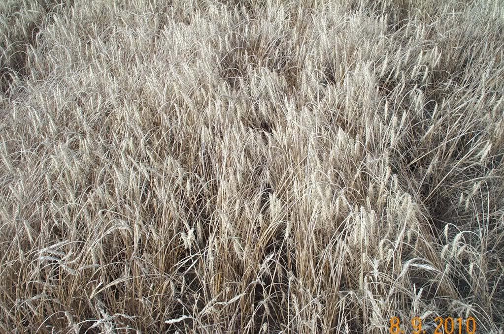 question on small plot small grain harvesting - Homesteading Questions