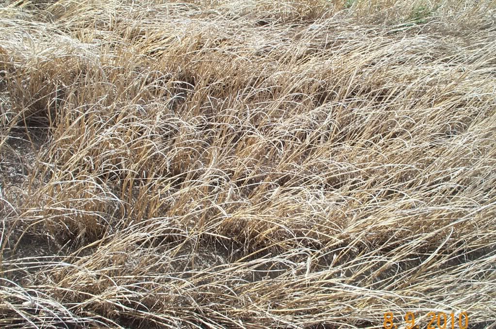 question on small plot small grain harvesting - Homesteading Questions