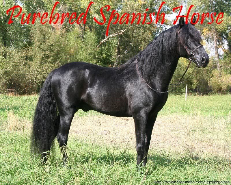 Purebred Spanish Horse 1 Photo by layoutz_galore Photobucket