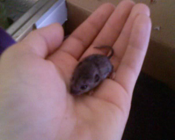 Baby House Mouse