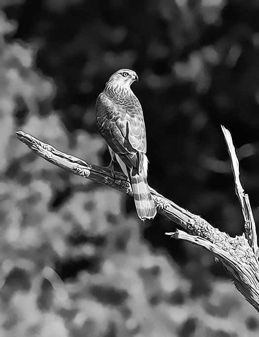 IMAGE: http://i303.photobucket.com/albums/nn125/reisset/iarf1i9z.jpg