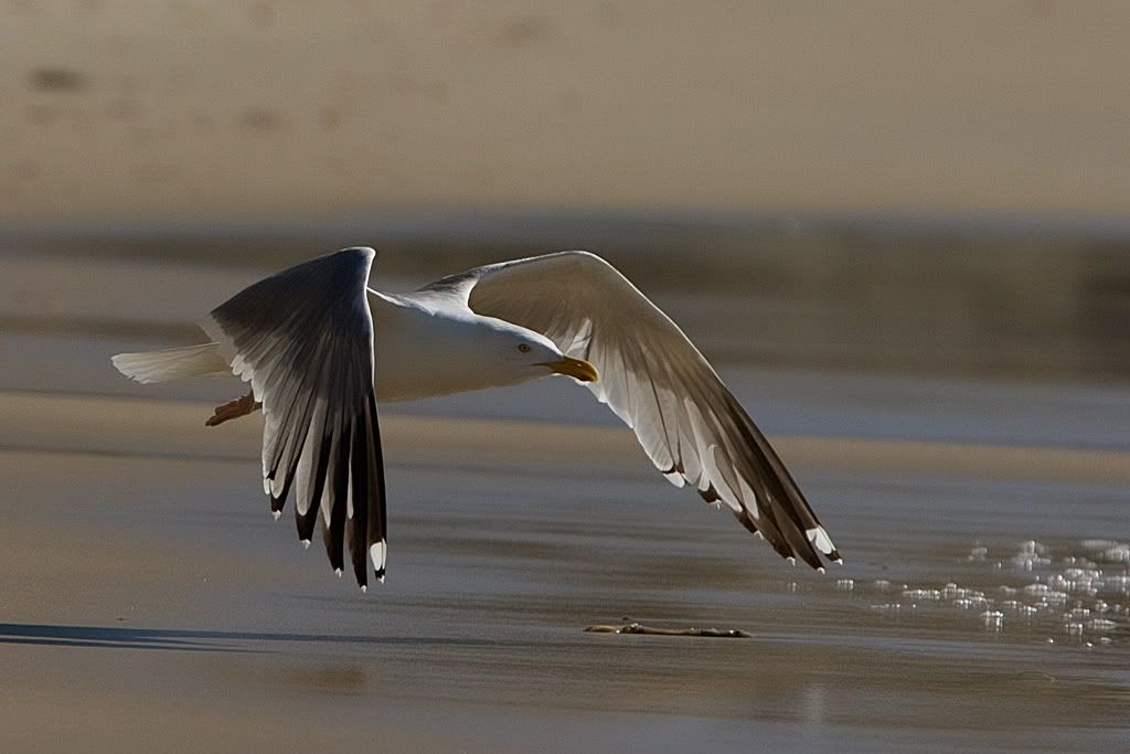 IMAGE: http://i303.photobucket.com/albums/nn125/reisset/izlf2trd.jpg