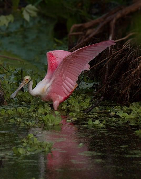 IMAGE: http://i303.photobucket.com/albums/nn125/reisset/x4dzufcc1.jpg