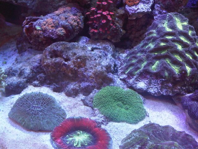 IMG02683-20120605-1708.jpg