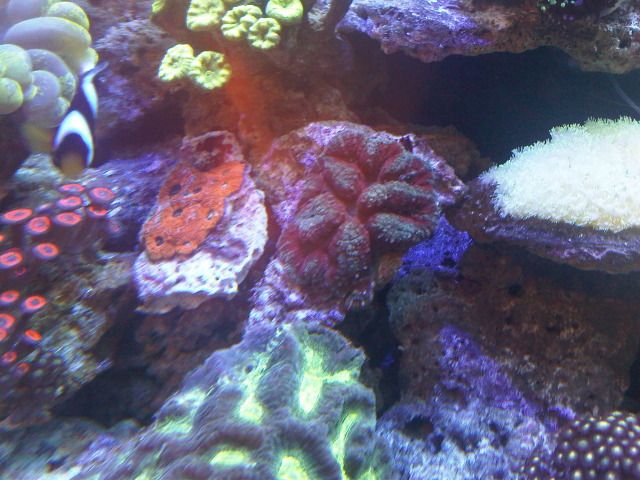 IMG02691-20120605-1710.jpg