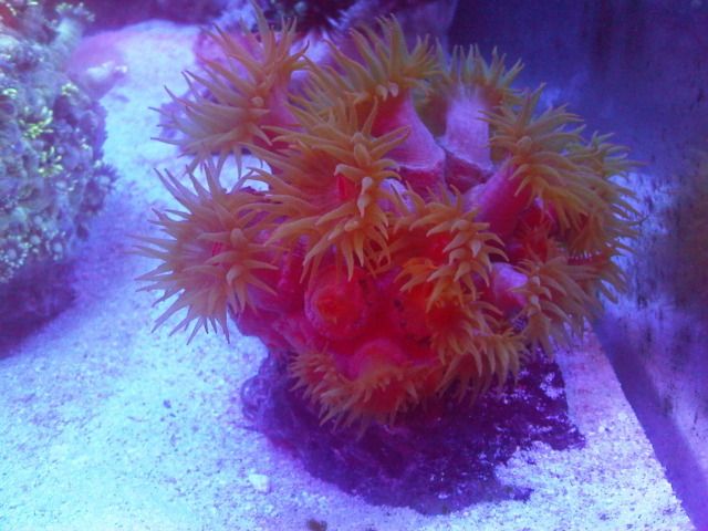 IMG02695-20120605-2345.jpg