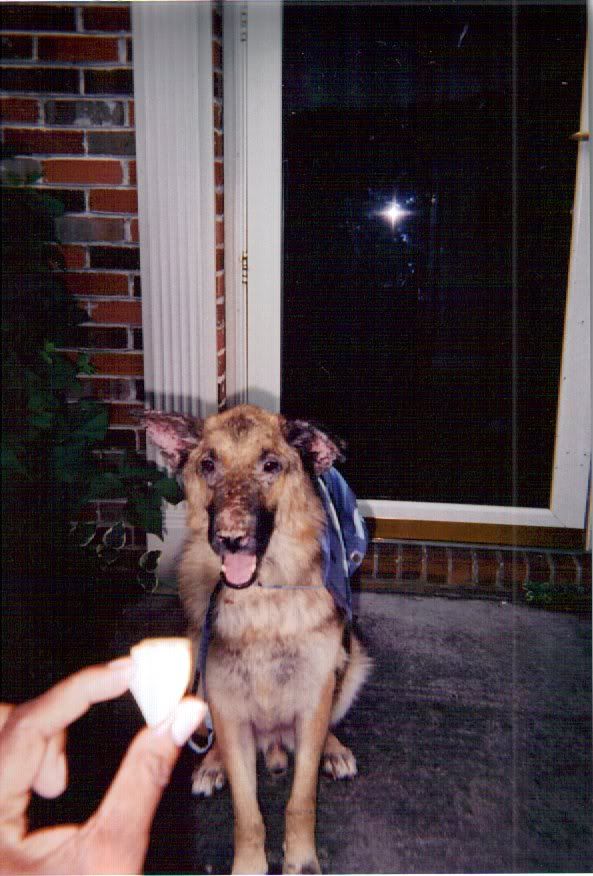 Champ in TNCushing's Disease, advice please Page 7 German