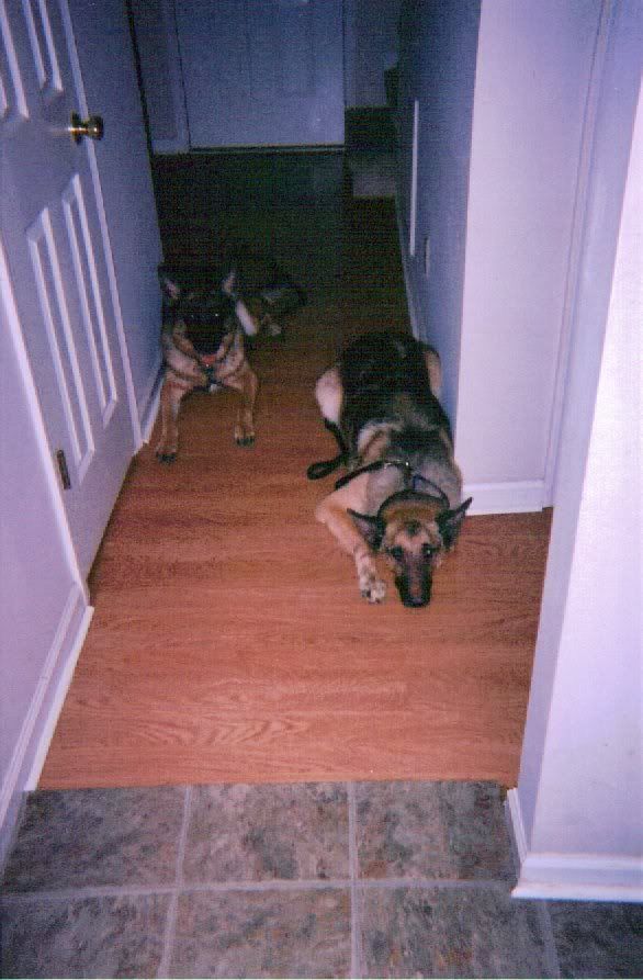 Champ in TNCushing's Disease, advice please Page 12 German