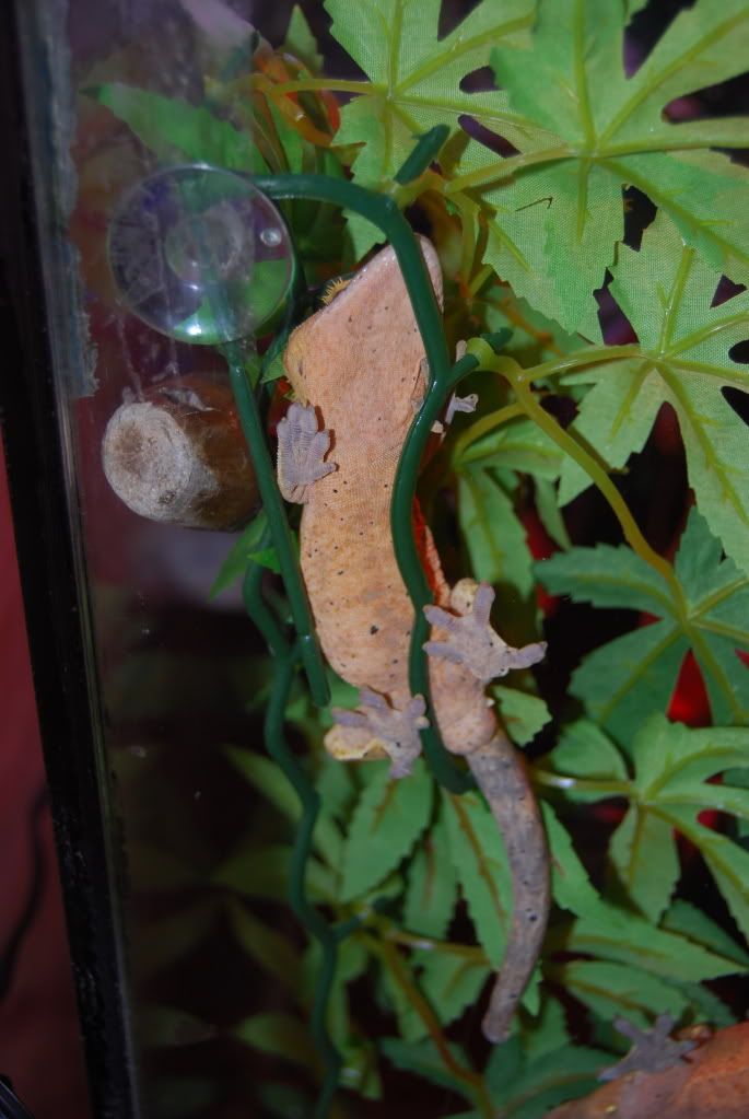 DSC_0239.jpg