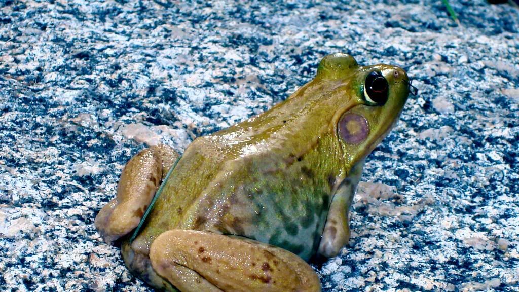 frogs034-1.jpg