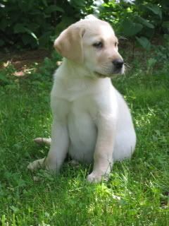 Labrador_Retriever_yellow_puppy.jpg