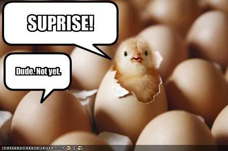 funny-pictures-surprise-chicken-is-a-little-early.jpg