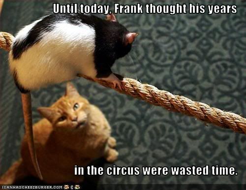 funny-pictures-rat-has-circus-skill.jpg