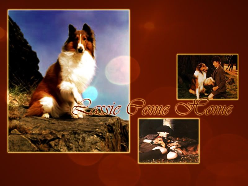 Lassie Pictures, Images and Photos