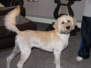 Labradoodle+grooming+styles