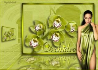 Orchidee Pictures, Images and Photos