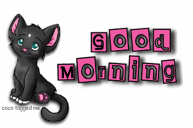 black cat morning
