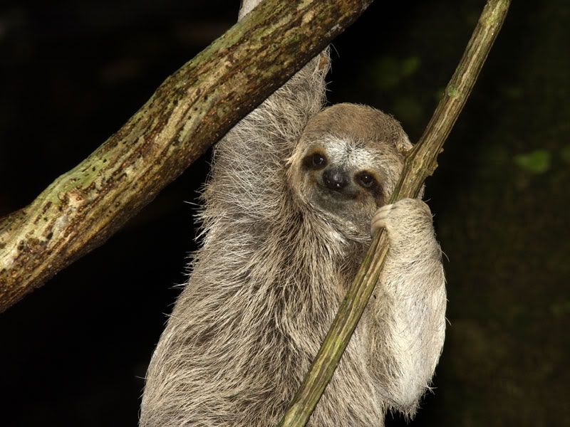 sloth1.jpg