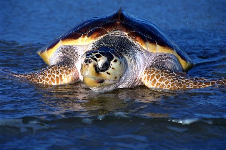 tar_Caretta03.jpg