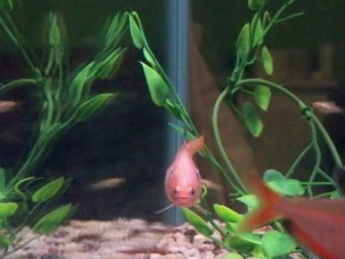 Pregnant Serpae Tetra Pictures Tropical Fish Keeping,Audience Etiquette Rules