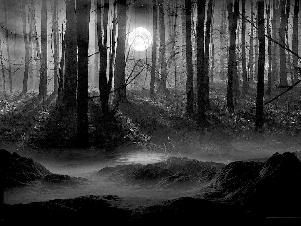 darkforest Pictures, Images and Photos