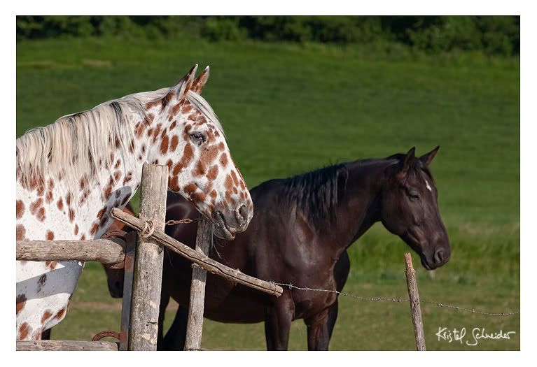 Spotted Horse Breeds