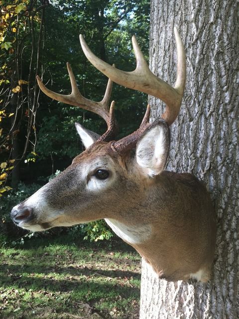 2015 Potter County Buck | The HuntingPA.com Outdoor Community