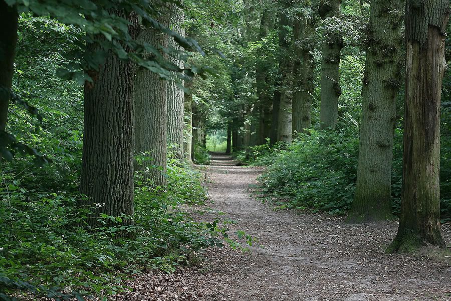 Fotografie