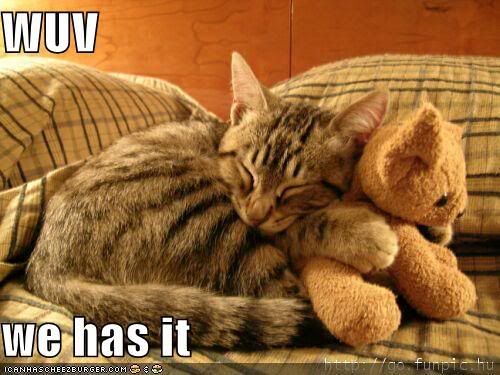 cat hugs teddy