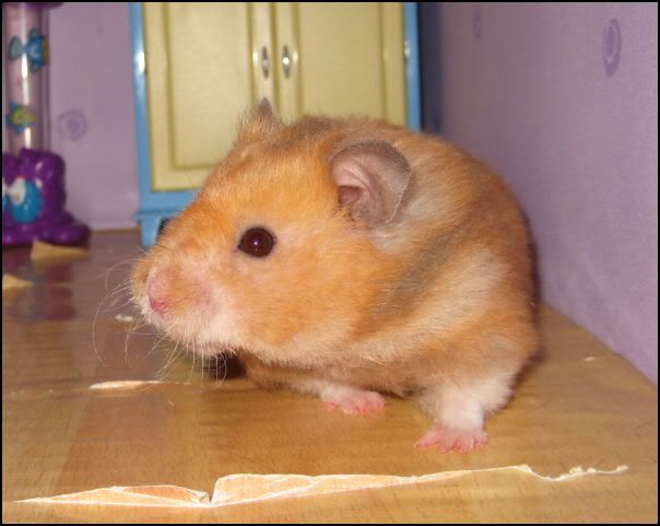 Harriet, the Hamster Fairy (Pet Fairies, No. 5) by Meadows, Daisy Harriet, the Hamster Fairy (Pet Fairies, No. 5) by Meadows, Daisy