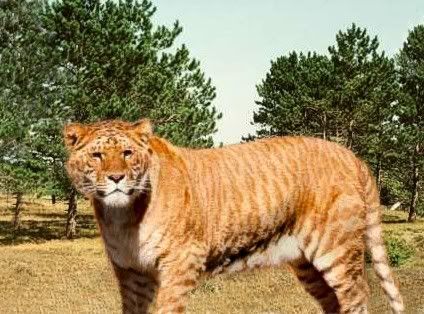 liger and tiger. The liger is a hybrid cross