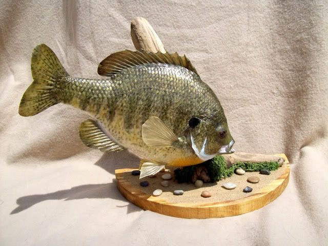 Bluegill Mounts