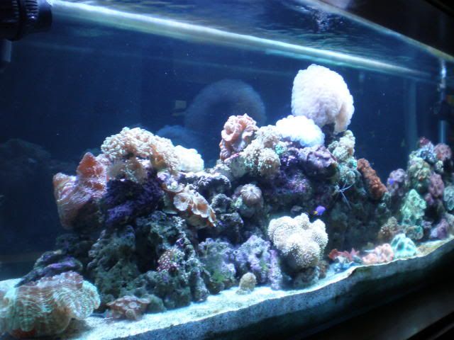 Aquarium007.jpg