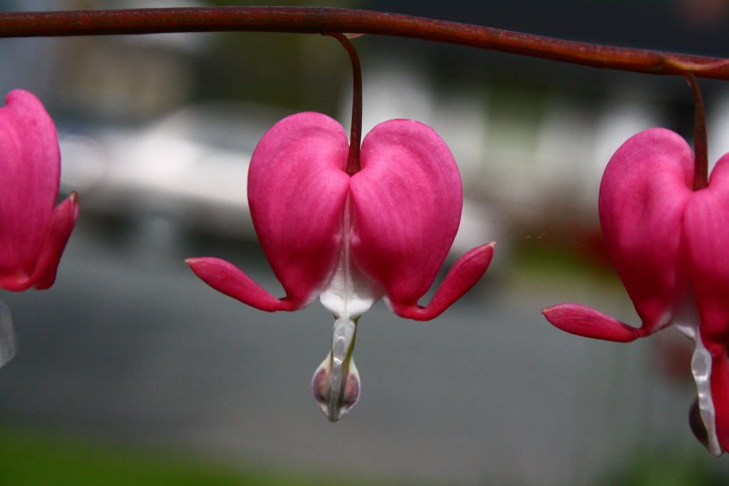 Bleeding Hearts Pictures, Images and Photos