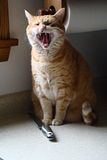 Devilcat