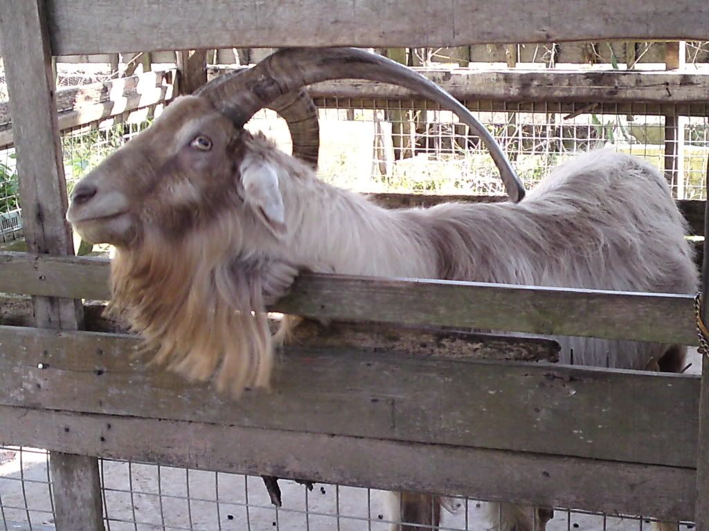 mountian goat