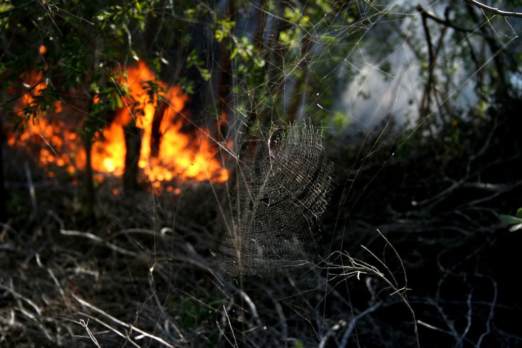 IMAGE: http://i303.photobucket.com/albums/nn144/ZS-RJM/Wildlife/Web.jpg