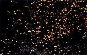 Fireflies Pictures, Images and Photos