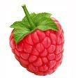 raspberry Pictures, Images and Photos