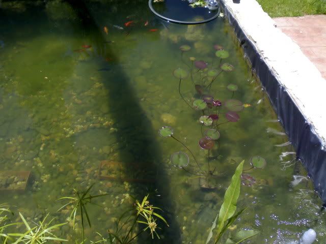 ElEstanque.com - Ver Tema - estanque para dos tortugas