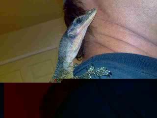 Peach_throat_3.jpg