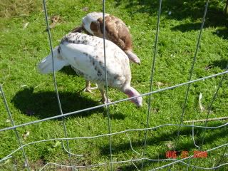turkeys