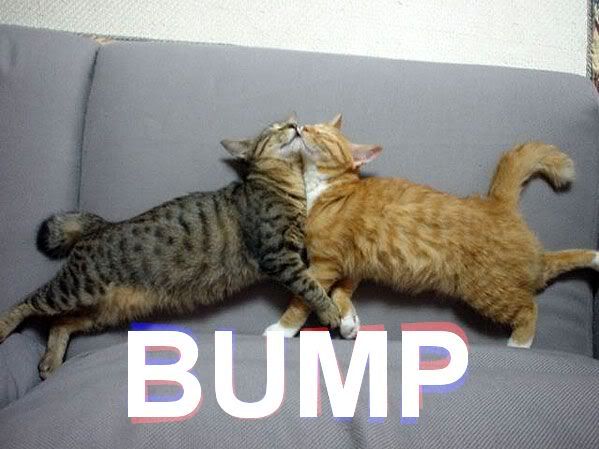 bump_cats.jpg